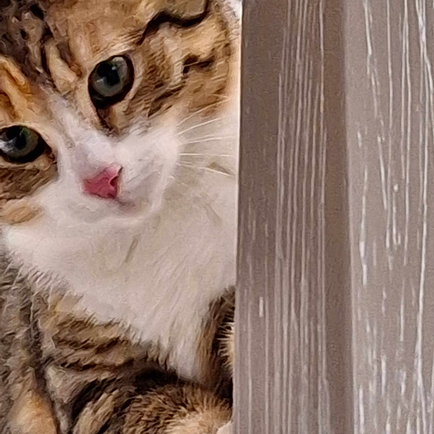 Princess Layla is registered to the contest to win money with this photo: animal, cat, closeup, curious, cute, eyes, feline, fur, indoor, mammal, nose, paw, peeking, pet, playful, soft, striped, tabby, whiskers, wood