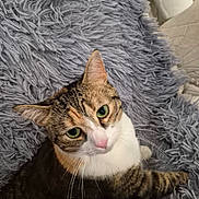 Layla joined the competition — help win amazing prizes! cat, tabby, white_cat, pet, feline, animal, green_eyes, pink_nose, whiskers, ears, fur, striped_fur, lying_down, close_up, portrait, indoors, blanket, couch, cozy, relaxed