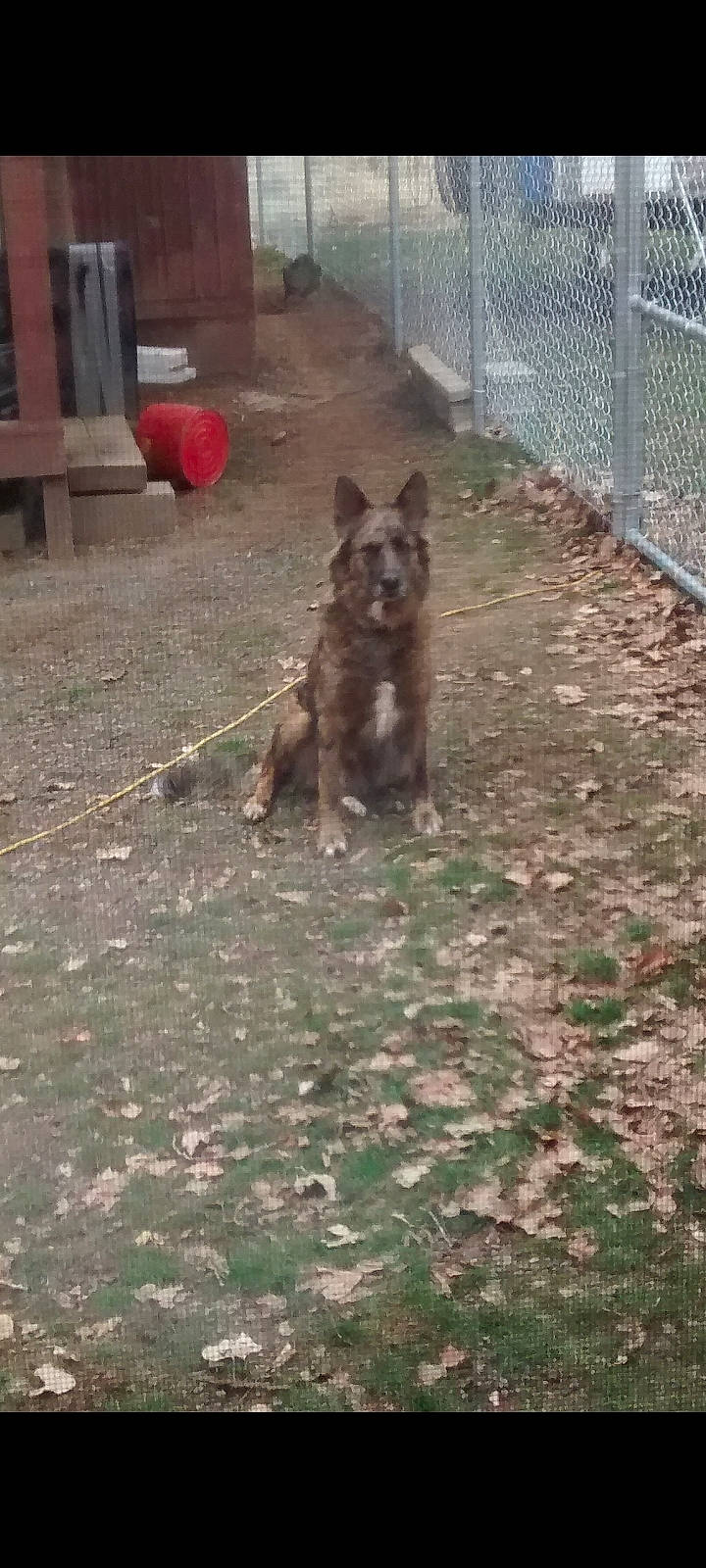 Shasta joined the competition — help win amazing prizes! carnivore, dog, dog_breed, door, east_european_shepherd, fawn, fence, flooring, german_shepherd_dog, grass, herding_dog, king_shepherd, mesh, old_german_shepherd_dog, road_surface, tail, terrestrial_animal, wire_fencing, wood, working_dog