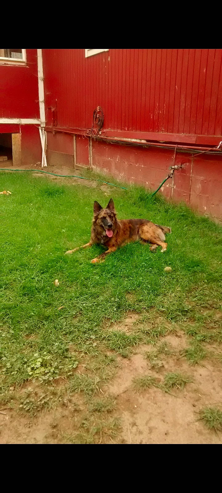 Shasta is registered to the contest to win money with this photo: canidae, carnivore, companion_dog, dog, dog_breed, dog_supply, door, east_european_shepherd, fawn, german_shepherd_dog, grass, groundcover, herding_dog, king_shepherd, lawn, old_german_shepherd_dog, plant, snout, sporting_group, tail