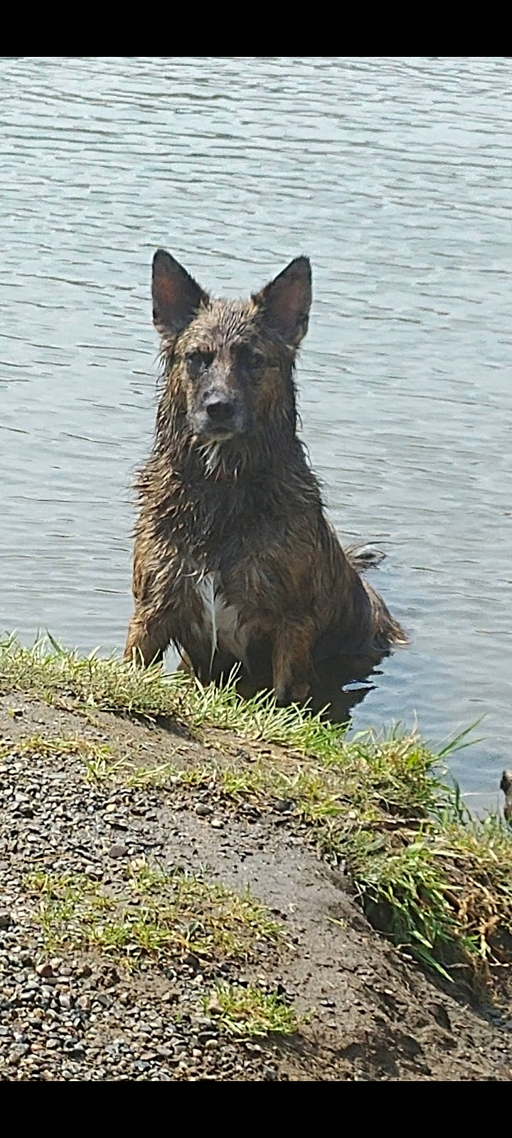 Shasta is registered to the contest to win money with this photo: canis, carnivore, dog, dog_breed, grass, herding_dog, king_shepherd, lake, snout, terrestrial_animal, water, wolf, wood, working_dog