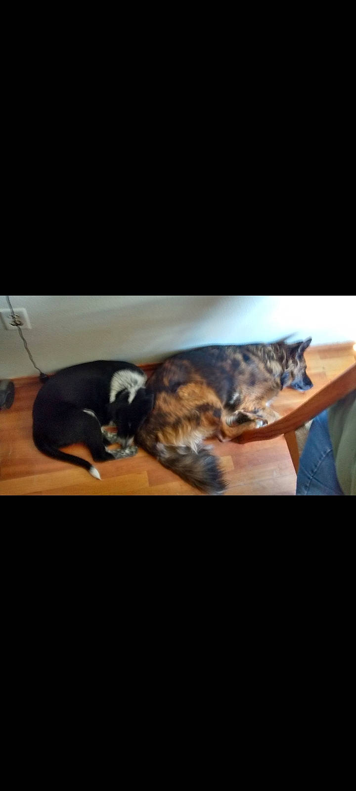 Shasta joined the competition — help win amazing prizes! carnivore, cat, cloud, comfort, couch, darkness, dog_breed, domestic_short_haired_cat, felidae, fur, nap, paw, room, sky, sleep, small_to_medium_sized_cats, tail, whiskers, wood