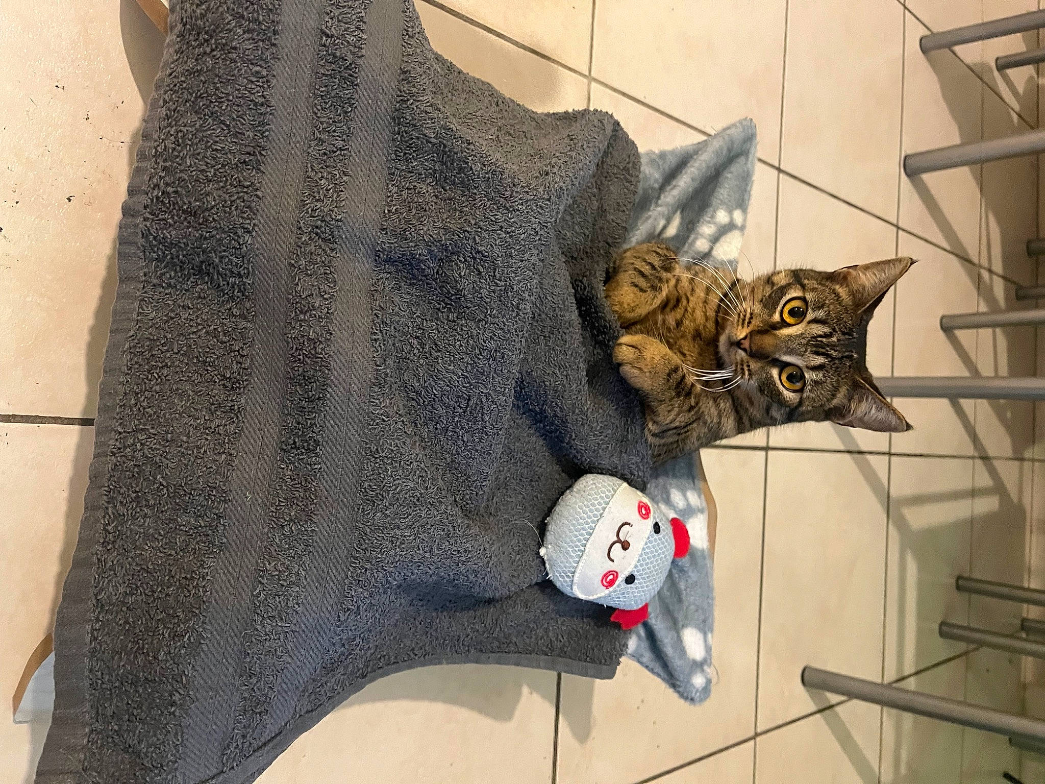 Chanel a rejoint le concours — aidez-le/la à gagner de superbes lots ! art, bag, cap, carmine, cat, denim, domestic_short_haired_cat, fashion_accessory, felidae, flooring, fur, grey, hat, linens, pattern, small_to_medium_sized_cats, visual_arts, window, wood, wool