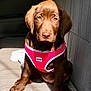 animal, canine, car_seat, chocolate, companion, cute, dog, fur, harness, indoor, labrador, pet, pet_accessory, pink, puppy, seat, sitting, sunlight, vehicle, young