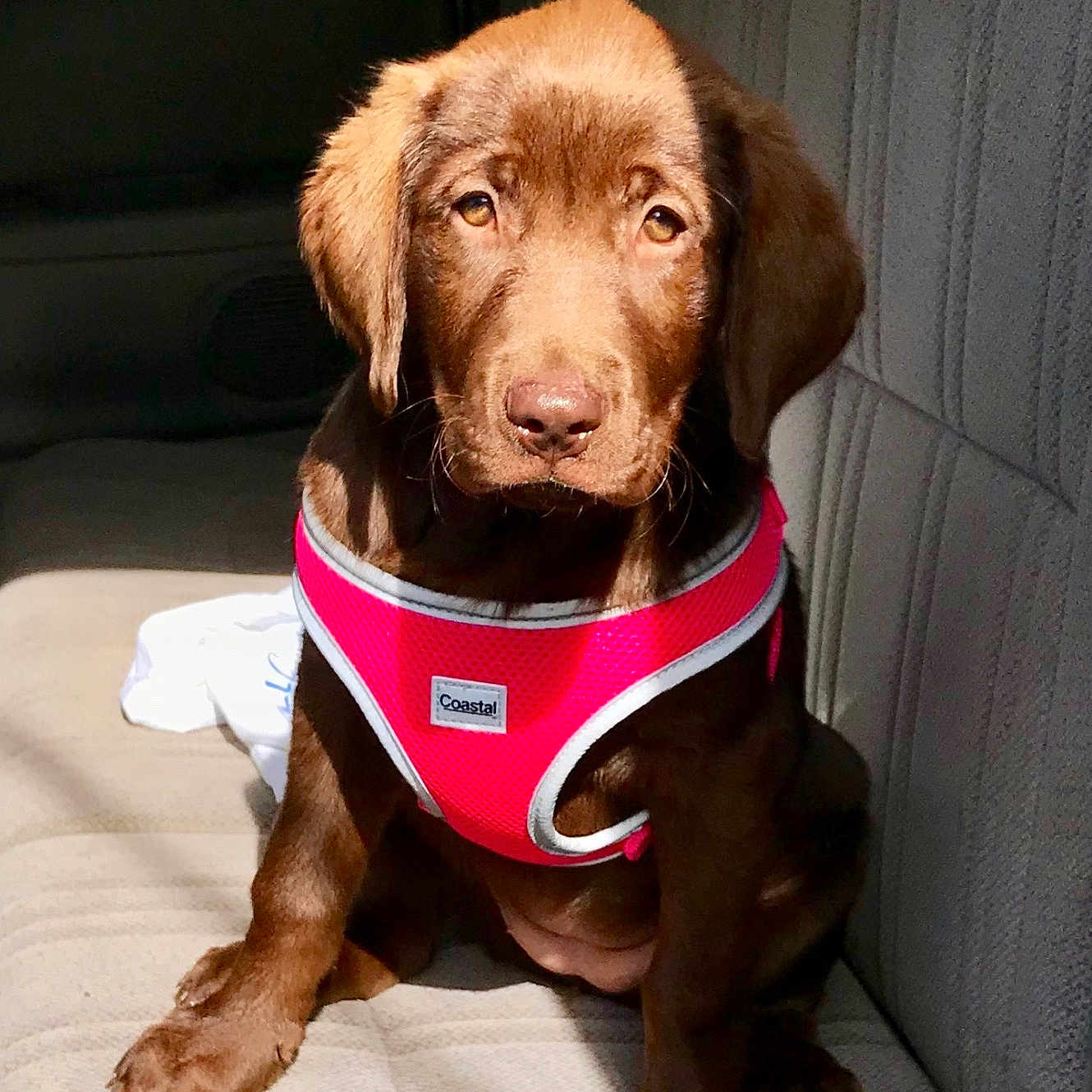 Savannah Sky is registered to the contest to win money with this photo: animal, canine, car_seat, chocolate, companion, cute, dog, fur, harness, indoor, labrador, pet, pet_accessory, pink, puppy, seat, sitting, sunlight, vehicle, young