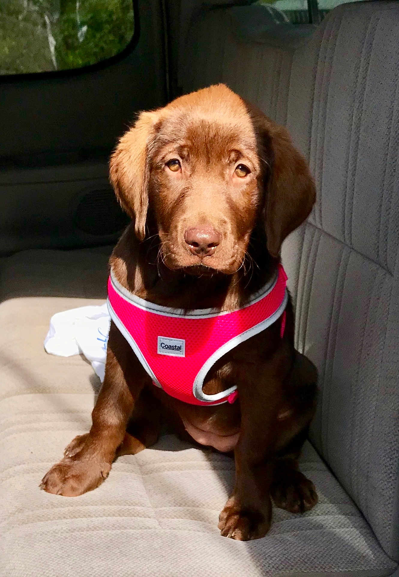 Savannah Sky is registered to the contest to win money with this photo: animal, canine, car_seat, chocolate, companion, cute, dog, fur, harness, indoor, labrador, pet, pet_accessory, pink, puppy, seat, sitting, sunlight, vehicle, young