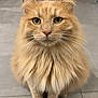 animal_portrait, cat, close_up, cute, domestic_animal, ears, feline, floor, fluffy, green_eyes, house_pet, indoor, long_hair, looking_at_camera, mammal, orange_cat, pet, sitting, tile_floor, whiskers