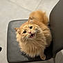 animal, black_chair, cat, chair, close_up, curious, cute, domestic_animal, expressive, feline, floor, fluffy, fur, ginger_cat, indoor, looking_up, open_mouth, pet, sitting, whiskers