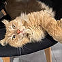 animal, black_chair, cat, chair, close_up, cozy, cute, domestic_animal, feline, fluffy, fur, ginger_cat, home, indoor, paw, pet, relaxed, resting, stretching, whiskers