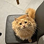 animal, black_chair, cat, chair, curious, cute, domestic_animal, feline, floor, fluffy_cat, fur, indoor, looking_up, mammal, orange_cat, paw, pet, sitting, tail, whiskers