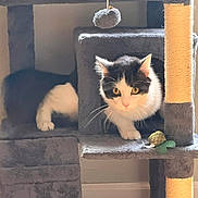 Nastassja Clark joined the competition — help win amazing prizes! animal, black_and_white, cat, cat_tree, cozy, curious, cute, ears, furniture, fuzzy, hanging_toy, home, indoor, looking, paws, pet, playful, resting, toy, whiskers