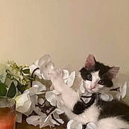 Buddy is registered to the contest to win money with this photo: kitten, cat, black_and_white, flower, artificial_flower, table, wooden_surface, candle, coaster, indoor, pet, playful, curious, small_animal, domestic_animal, young_cat, feline, white_flower, plant, decor