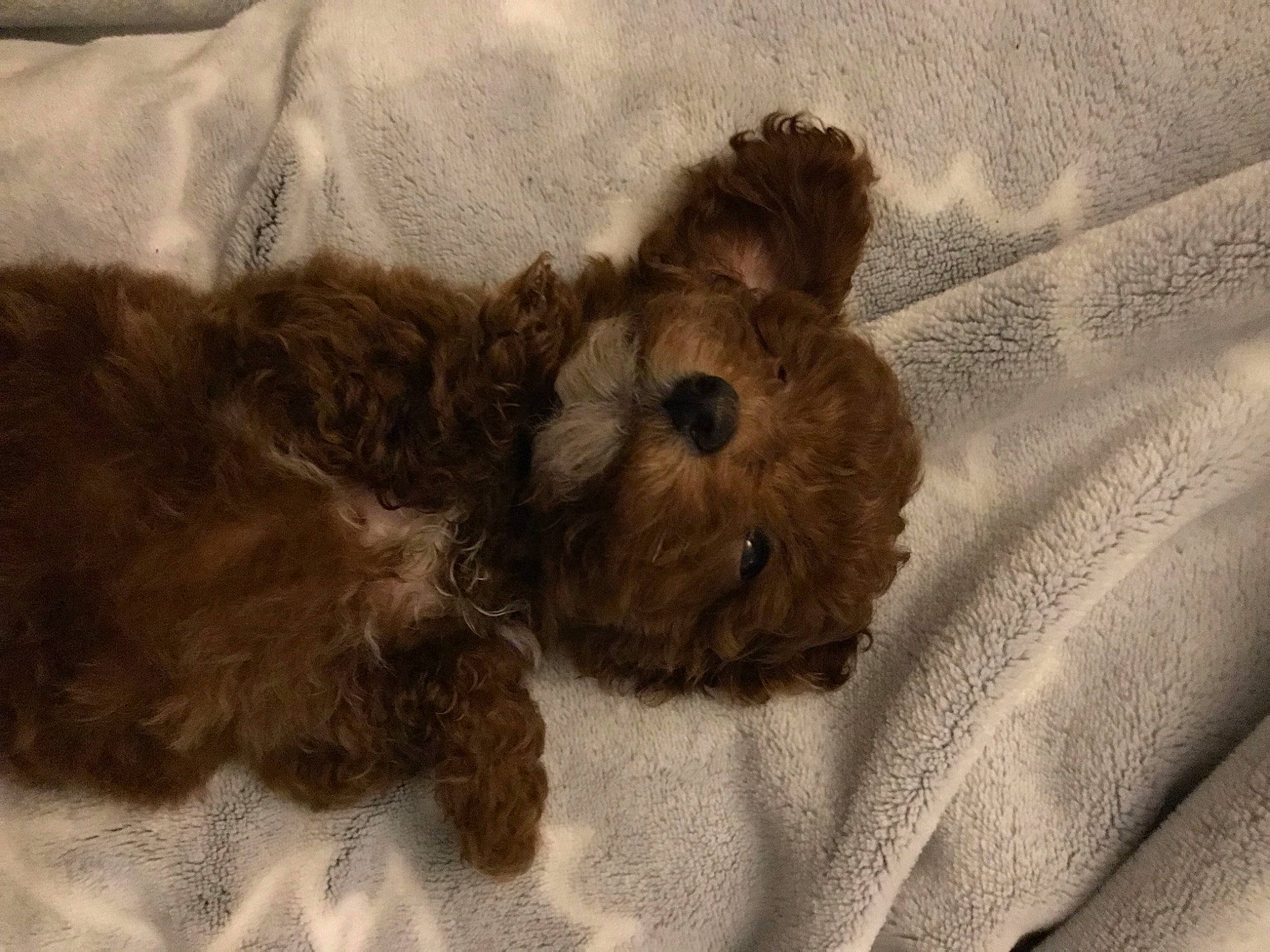 Gimli is registered to the contest to win money with this photo: brown, carnivore, comfort, companion_dog, dog, dog_breed, dog_supply, fur, linens, liver, pet_supply, small_terrier, sporting_group, terrestrial_animal, terrier, toy, toy_dog, water_dog, working_animal