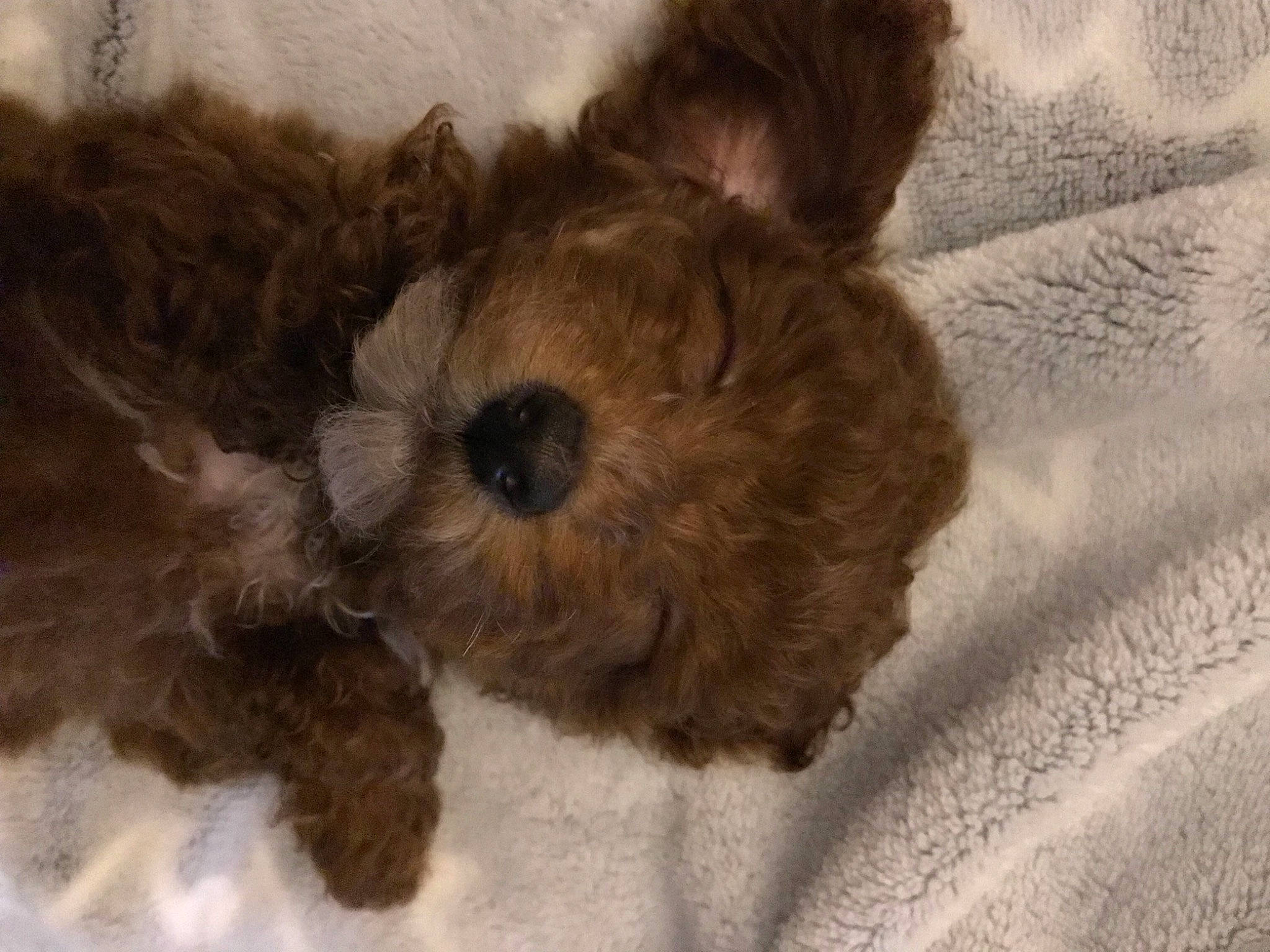 Gimli is registered to the contest to win money with this photo: canidae, carnivore, companion_dog, dog, dog_breed, fawn, fur, liver, non_sporting_group, puppy, small_terrier, snout, sporting_group, stuffed_toy, terrestrial_animal, terrier, toy, toy_dog, welsh_terrier, working_animal