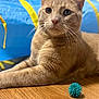 cat, ginger_cat, pet, animal, fur, whiskers, toy, blue_ball, floor, wooden_floor, indoor, close_up, playful, relaxed, ears, eyes, curious, tunnel, yellow_stripes, domestic_animal