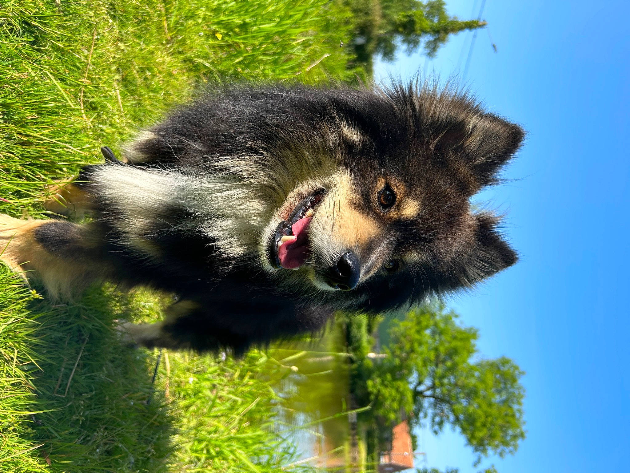 Peikko a rejoint le concours — aidez-le/la à gagner de superbes lots ! ancient_dog_breeds, biting, canis, carnivore, companion_dog, dog, dog_breed, fur, grass, old_german_shepherd_dog, sky, terrestrial_animal, tree, wildlife, working_animal, working_dog