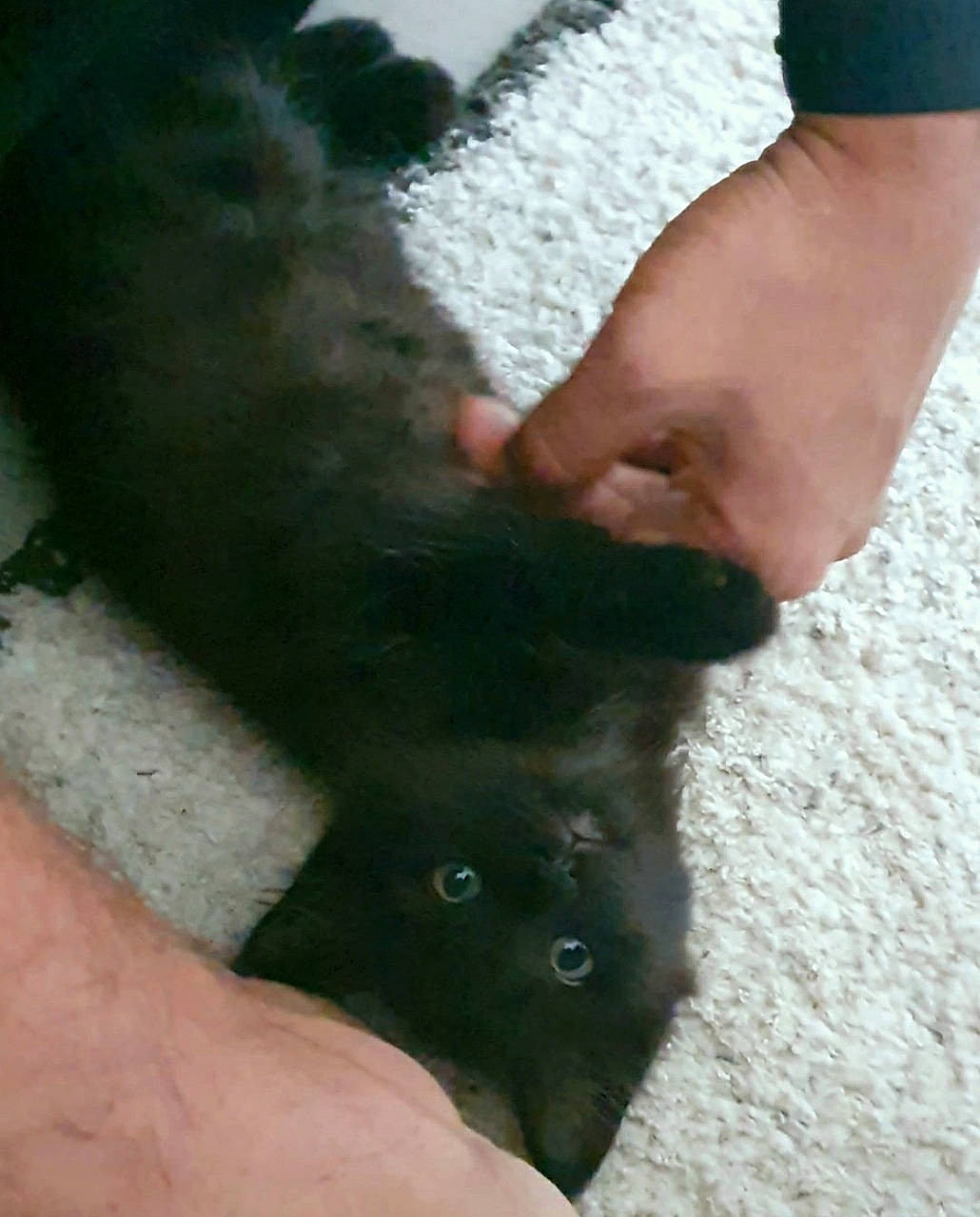 Mooncake participe au concours pour gagner de l'argent avec cette photo : black_cat, canidae, carnivore, claw, companion_dog, dog_breed, fawn, felidae, finger, foot, fur, gesture, mammal, paw, small_to_medium_sized_cats, snout, sporting_group, tail, vertebrate, whiskers