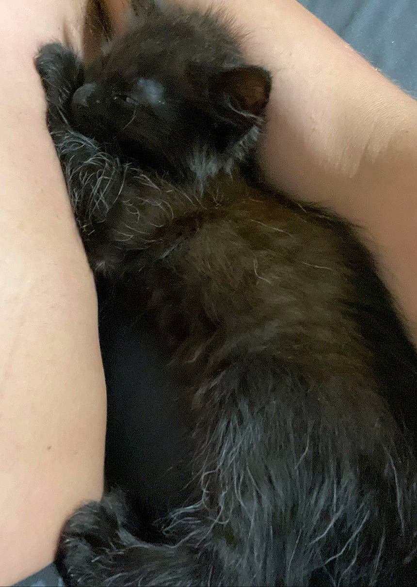 Mooncake a rejoint le concours — aidez-le/la à gagner de superbes lots ! canidae, carnivore, cat, claw, comfort, companion_dog, dog_breed, ear, fawn, felidae, fur, liver, nail, paw, small_to_medium_sized_cats, snout, sporting_group, tail, whiskers, working_animal