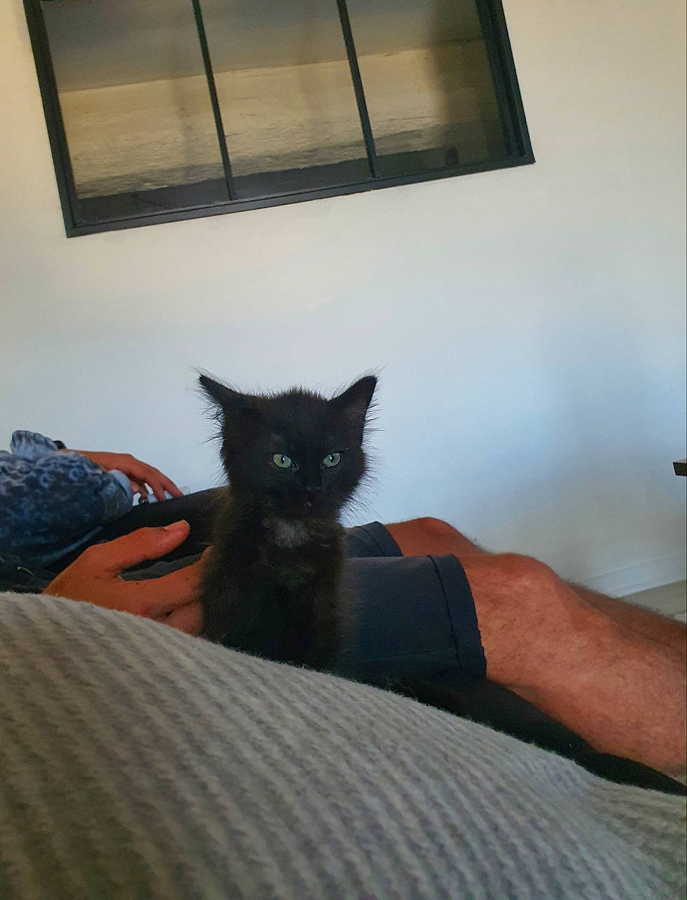 Mooncake a rejoint le concours — aidez-le/la à gagner de superbes lots ! bed, black_cat, carnivore, cat, comfort, domestic_short_haired_cat, eye, fawn, felidae, floor, flooring, fur, grey, hardwood, small_to_medium_sized_cats, tail, tree, whiskers, window, wood