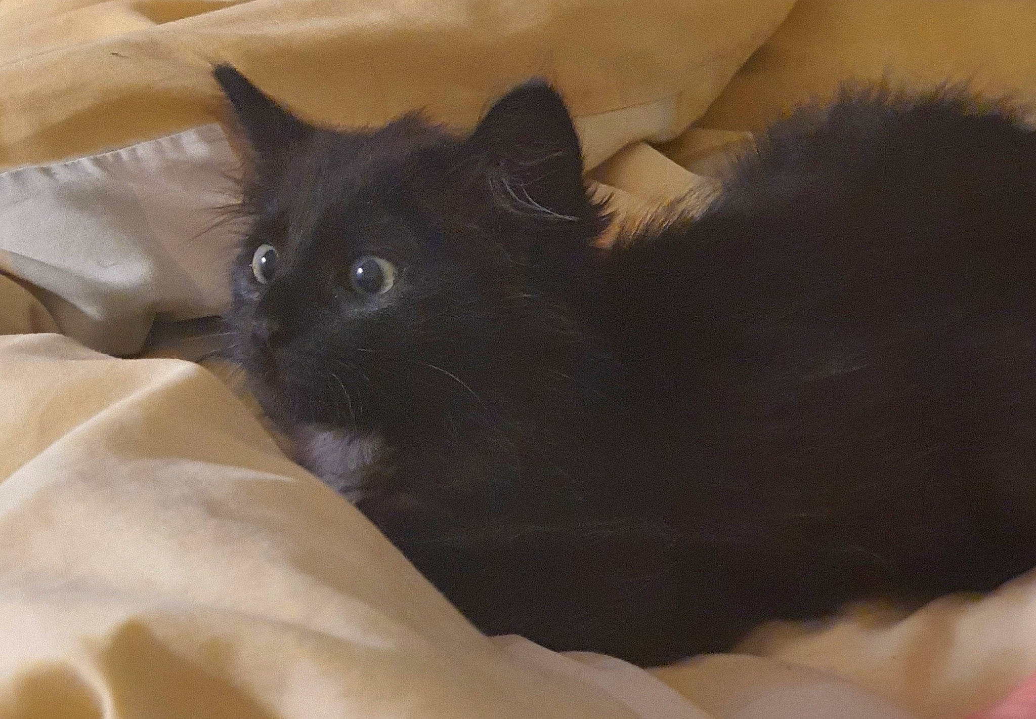 Mooncake a rejoint le concours — aidez-le/la à gagner de superbes lots ! bed, black_cat, carnivore, cat, cat_supply, claw, comfort, domestic_short_haired_cat, fawn, felidae, fur, grey, linens, small_to_medium_sized_cats, snout, terrestrial_animal, whiskers, working_animal