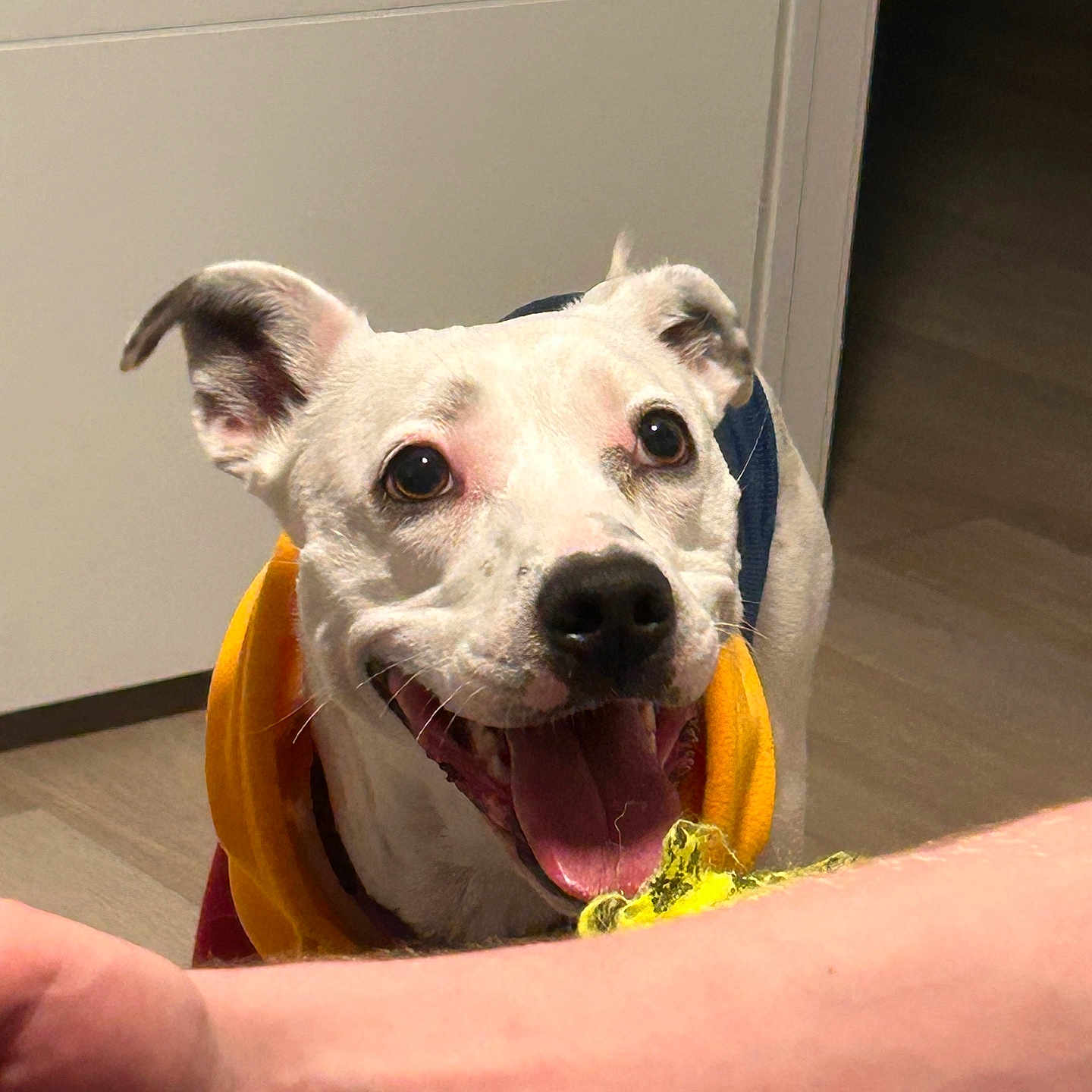 Freya is registered to the contest to win money with this photo: animal, canine, close_up, companion, dog, domestic_animal, ears_up, floor, happy, hoodie, human_arm, indoor, light, mouth_open, orange_clothing, pet, playful, toy, white_dog, yellow_toy