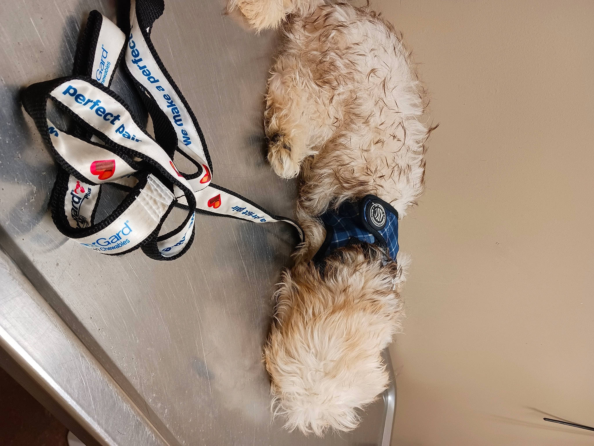 Mia joined the competition — help win amazing prizes! carmine, carnivore, collar, companion_dog, dog, dog_breed, dog_collar, dog_supply, electric_blue, fur, household_cleaning_supply, leash, paw, personal_protective_equipment, sneakers, snout, sporting_group, sports_equipment, tire, whiskers
