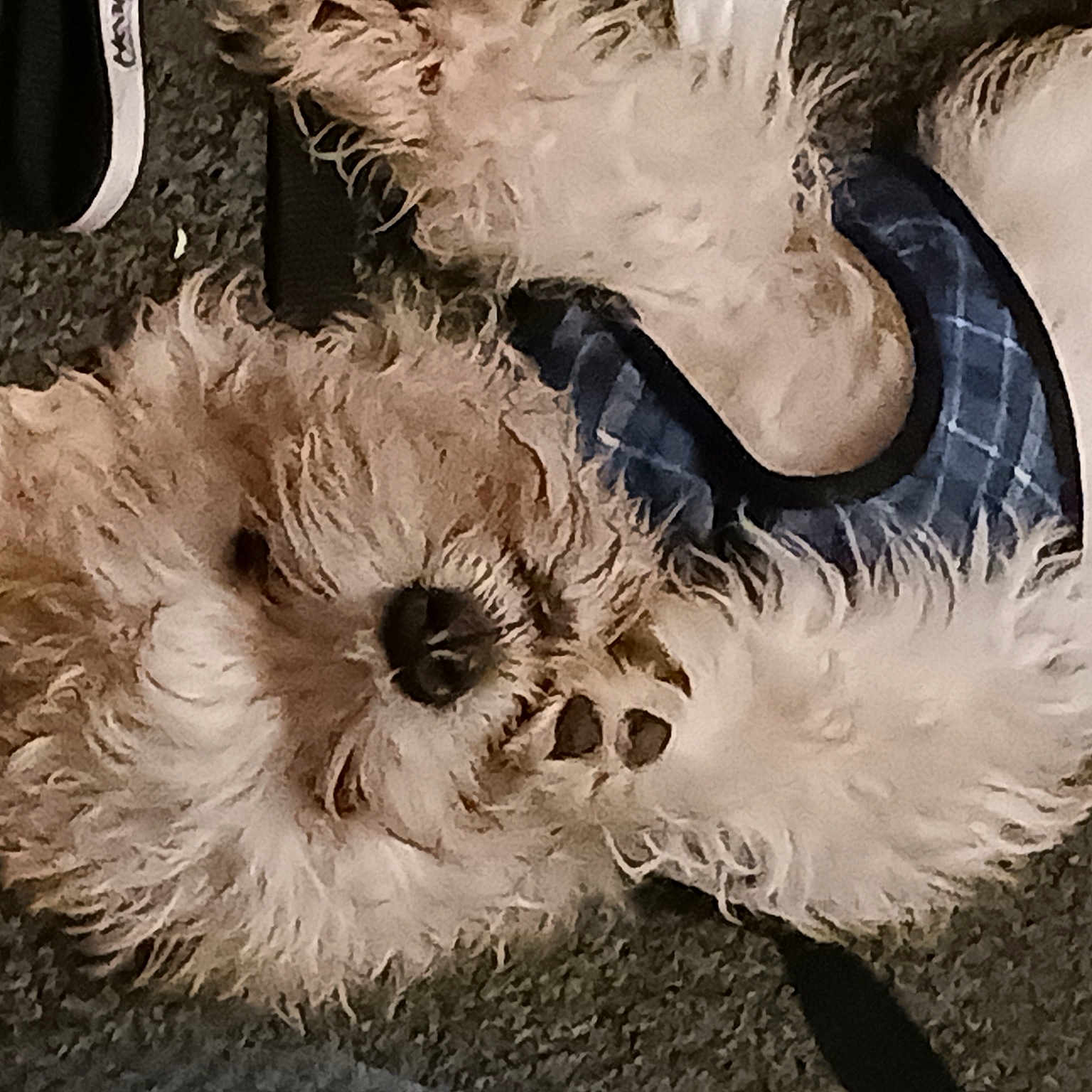 Mia