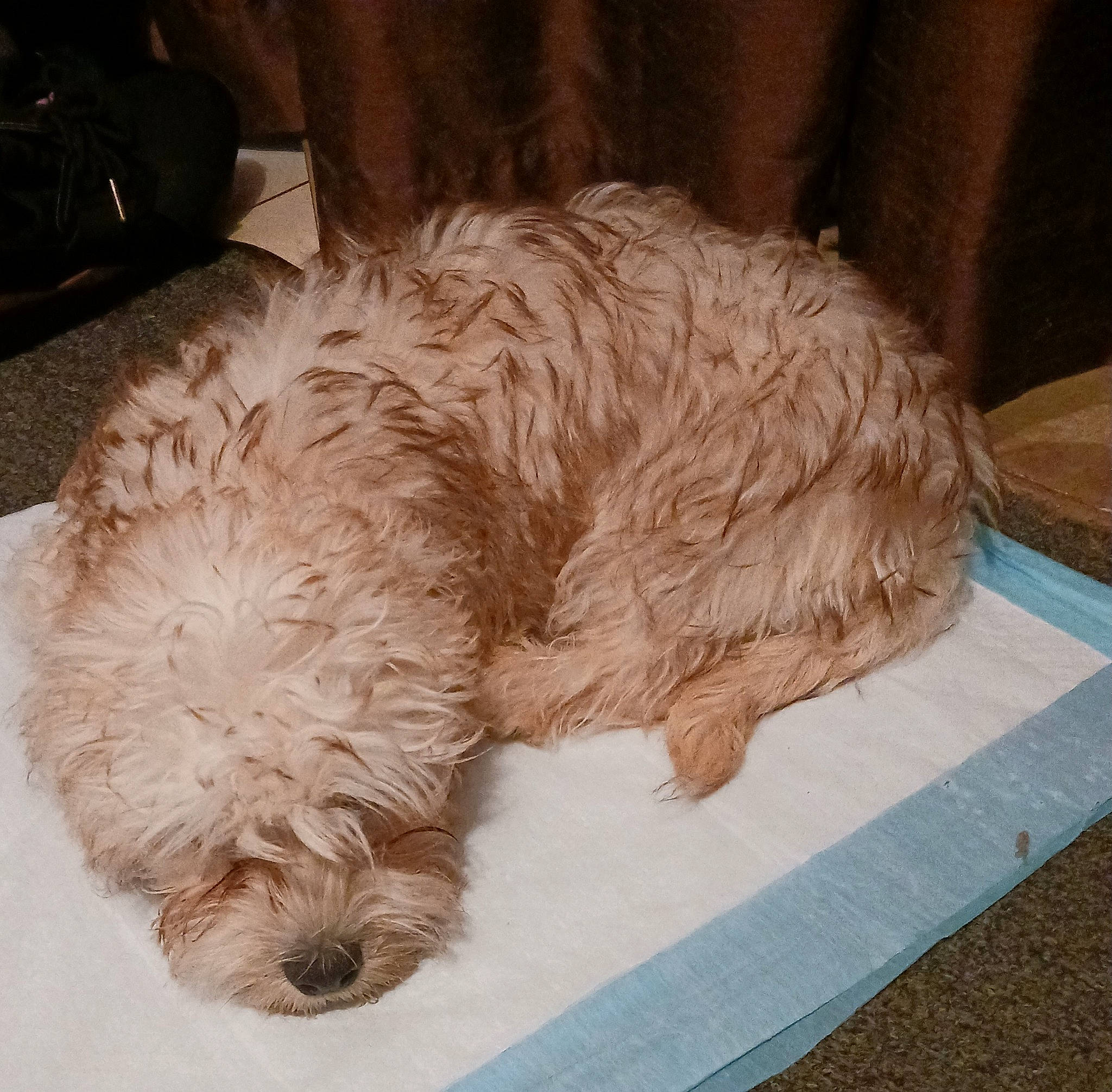 Mia is registered to the contest to win money with this photo: bag, canidae, carnivore, companion_dog, dog, dog_breed, fur, liver, luggage_and_bags, maltepoo, pet_supply, small_terrier, snout, sporting_group, tail, terrier, toy_dog, water_dog, working_animal, yorkipoo