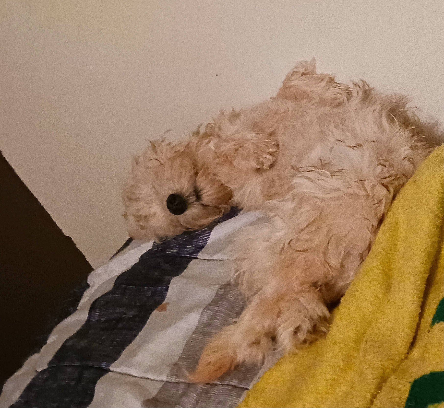 Mia joined the competition — help win amazing prizes! canidae, carnivore, companion_dog, dog, dog_breed, dog_supply, fawn, fur, maltepoo, non_sporting_group, paw, sleeve, small_terrier, snout, sporting_group, tail, terrier, toy_dog, water_dog, working_animal