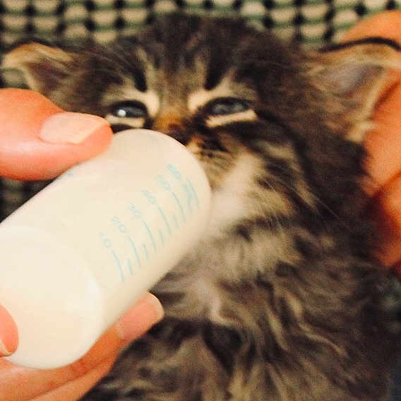 Qaramel a rejoint le concours — aidez-le/la à gagner de superbes lots ! asian, carnivore, cat, claw, domestic_long_haired_cat, domestic_short_haired_cat, ear, european_shorthair, felidae, fur, hand, kitten, norwegian_forest_cat, organism, pixie_bob, siberian, skin, small_to_medium_sized_cats, tabby_cat, whiskers