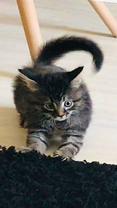 Qaramel participe au concours pour gagner de l'argent avec cette photo : asian, british_semi_longhair, carnivore, cat, domestic_long_haired_cat, domestic_short_haired_cat, dragon_li, european_shorthair, felidae, fur, kitten, maine_coon, mammal, norwegian_forest_cat, pixie_bob, siberian, small_to_medium_sized_cats, tabby_cat, vertebrate, whiskers