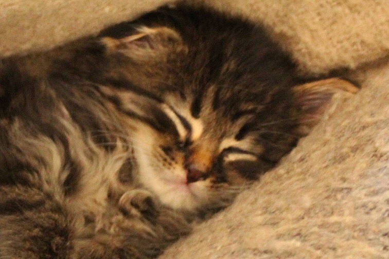 Qaramel participe au concours pour gagner de l'argent avec cette photo : asian, british_semi_longhair, carnivore, cat, domestic_long_haired_cat, domestic_short_haired_cat, dragon_li, european_shorthair, felidae, fur, kitten, mammal, norwegian_forest_cat, pixie_bob, siberian, small_to_medium_sized_cats, snout, tabby_cat, vertebrate, whiskers