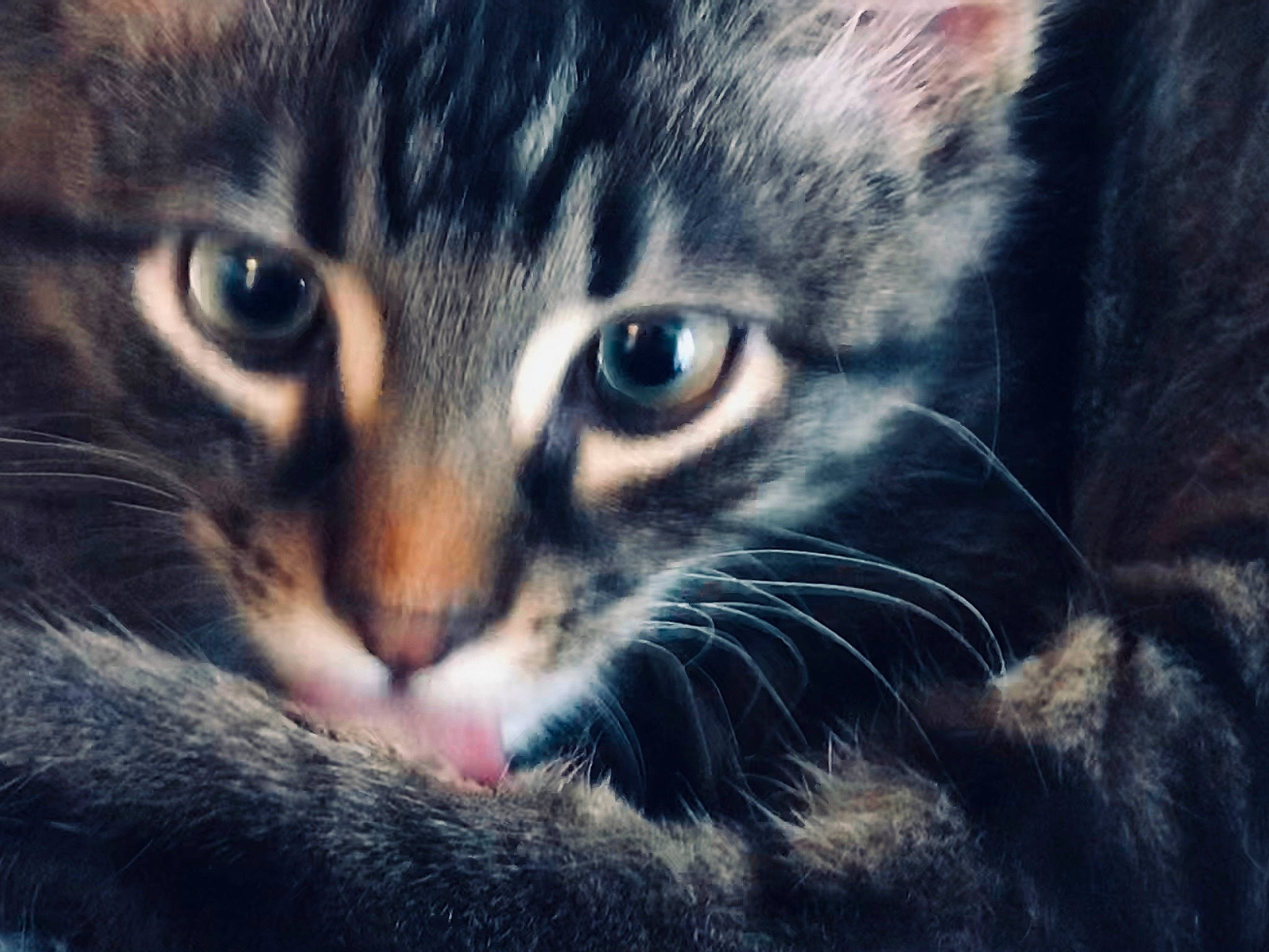 Qaramel a rejoint le concours — aidez-le/la à gagner de superbes lots ! american_curl, american_wirehair, asian, carnivore, cat, close_up, domestic_short_haired_cat, dragon_li, european_shorthair, eye, felidae, fur, kitten, mammal, photography, sky, small_to_medium_sized_cats, snout, tabby_cat, whiskers