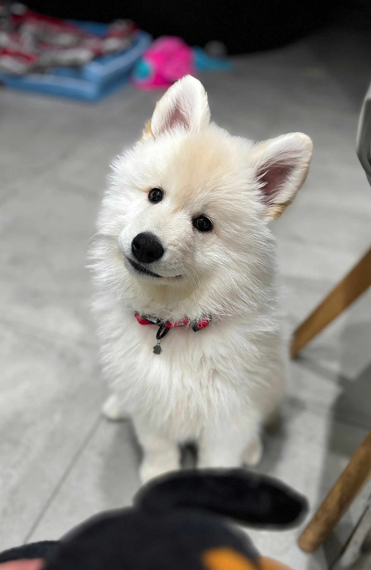 Asko participe au concours pour gagner de l'argent avec cette photo : dog, puppy, white_fur, fluffy, pet, indoor, collar, cute, animal, canine, looking_up, floor, tile, domestic, young_dog, ears_up, portrait, sitting, curious, companion