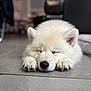 Asko a rejoint le concours — aidez-le/la à gagner de superbes lots ! puppy, dog, sleeping, white_fur, indoor, floor, cute, pet, animal, napping, paws, cozy, relaxing, fur, adorable, young_dog, close_up, quiet, resting, home