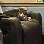 animal, cat, comfortable, cozy, curious, domestic_cat, fur, furniture, home, indoor, living_room, paws, pet, plush, recliner, relaxed, resting, tabby, whiskers, window