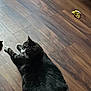 cat, tabby, white_paws, wood_floor, indoor, pet, animal, relaxing, laying_down, curious, feline, domestic_cat, flooring, toy, brown, black, white, home, floor, looking_back