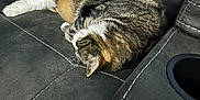 Quinny joined the competition — help win amazing prizes! cat, tabby, sleeping, couch, leather, pet, animal, indoor, resting, striped, fur, whiskers, paw, relaxation, home, feline, cozy, yellow_bag, comfort, quiet