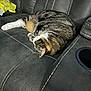 animal, cat, comfort, couch, cozy, feline, fur, home, indoor, leather, paw, pet, quiet, relaxation, resting, sleeping, striped, tabby, whiskers, yellow_bag