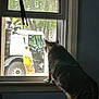 Quinny is registered to the contest to win money with this photo: animal, blinds, blue_wall, cat, curious, daylight, furniture, house, indoor, person, pet, reflection, screen_window, shadow, standing, table, truck, window, worker, yellow_vest