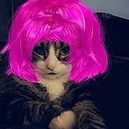 Quinny is registered to the contest to win money with this photo: cat, tabby, white_paws, pink_wig, pet, animal, indoor, feline, fur, whiskers, portrait, closeup, cute, domestic_animal, resting, paw, looking, face, sitting, fur_pattern