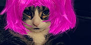 Quinny is registered to the contest to win money with this photo: animal, cat, closeup, cute, domestic_animal, face, feline, fur, fur_pattern, indoor, looking, paw, pet, pink_wig, portrait, resting, sitting, tabby, whiskers, white_paws