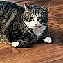 Quinny joined the competition — help win amazing prizes! animal, cat, cute, domestic_animal, ears, feline, fur, house_pet, indoor, looking, mammal, pet, resting, sitting, tabby, tabby_cat, whiskers, white_chest, white_paws, wooden_floor
