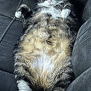 Quinny is registered to the contest to win money with this photo: animal, cat, chubby, comfort, couch, cute, domestic, feline, fluffy, fur, indoor, lying_down, pet, relaxed, resting, soft, tabby, whiskers, white_paws, wide_eyes