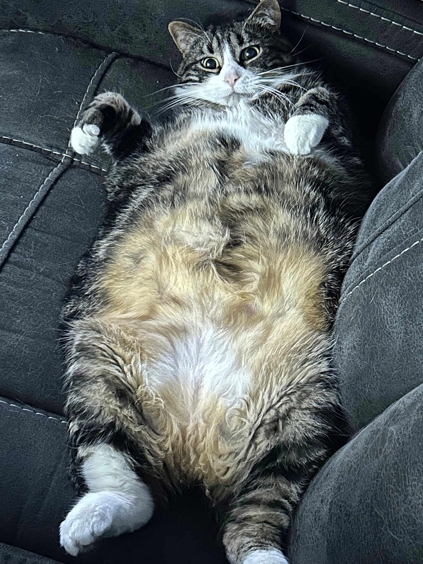 Quinny is registered to the contest to win money with this photo: animal, cat, chubby, comfort, couch, cute, domestic, feline, fluffy, fur, indoor, lying_down, pet, relaxed, resting, soft, tabby, whiskers, white_paws, wide_eyes