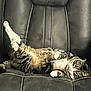 Quinny is registered to the contest to win money with this photo: cat, tabby, fur, pet, animal, relaxed, chair, leather, indoor, lounge, cute, playful, resting, whiskers, paws, striped, feline, cozy, home, sleepy