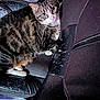 cat, tabby, pet, animal, indoor, chair, scratched_chair, feline, curious, looking_up, black_chair, white_paws, whiskers, ears, fur, domestic_cat, seat, home, scratches, closeup