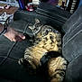 Harley joined the competition — help win amazing prizes! cat, tabby, indoor, couch, leather, hand, furniture, relaxed, pet, belly_up, fur, clutter, books, can, floor, person, living_room, cozy, resting, curious