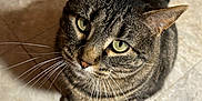 Harley is registered to the contest to win money with this photo: cat, tabby, whiskers, curious, pet, indoor, floor, tiled_floor, close_up, looking_up, feline, animal, domestic, ears, eyes, shadow, cute, fur, sitting, portrait
