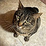 animal, cat, close_up, curious, cute, domestic, ears, eyes, feline, floor, fur, indoor, looking_up, pet, portrait, shadow, sitting, tabby, tiled_floor, whiskers